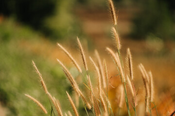 Fototapeta premium Close-up of golden pampas grass stalks swaying in the breeze, set against a blurred, autumnal background.