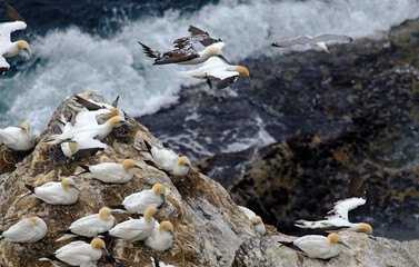 Fou de Bassan, nids , colonie,Morus bassanus, Norther