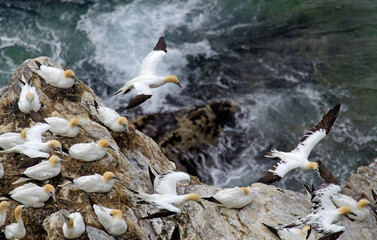 Fou de Bassan, nids , colonie,Morus bassanus, Norther