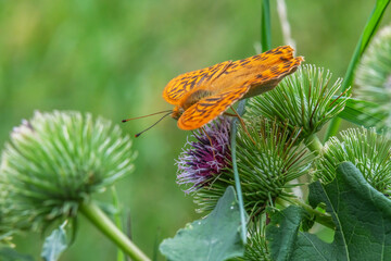 Motyl ssawką pije nektar kwiatowy © Janusz Lipiński