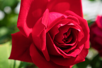 深紅のバラの花