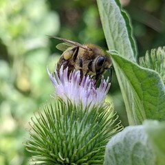 A bee visits a thistle flower, having flown in to collect nectar. Its fluffy body, like a golden ball, plunges into the purple needles