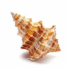 Obraz premium Close-up of a seashell, light brown and cream colors, intricate spiral patterns, isolated on white