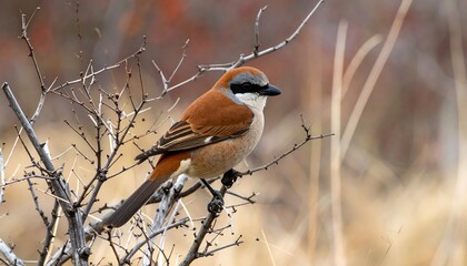 Fototapeta premium Brown Shrike perched on delicate branches with bokeh background showcasing nature's beauty