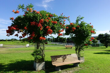 花咲く木に挟まれたベンチ