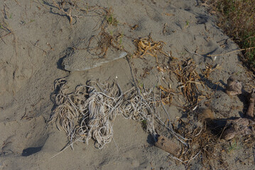 A tangled bundle of old, frayed rope is seen lying on the sand of a beach on a bright day.