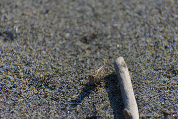 A small brown grasshopper is camouflaged among grains of sand and a piece of driftwood on a bright, sunny day.