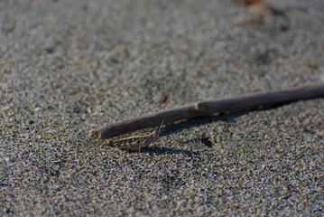 A small brown grasshopper is camouflaged among grains of sand and a piece of driftwood on a bright, sunny day.