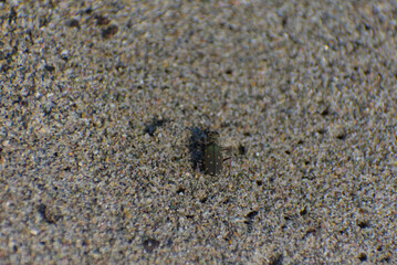 A small, dark-colored tiger beetle with white spots is crawling on a sandy surface on a sunny day.