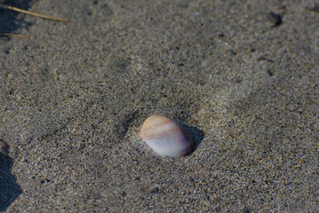 A small, colorful seashell is resting on wet sand on a calm, bright day.