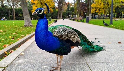 Fototapeta premium Captivating peacock strolls through a vibrant autumn park, displaying its splendor