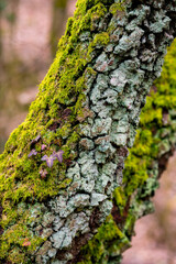 Trunk of a birch tree (Betula) in the Sauerland region, its bark covered with moss and lichen. Macro shot of organic structures in shades of turquoise and green in a mixed german forest in winter.