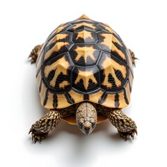 Obraz premium The beauty of turtle shells