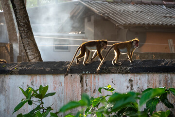 monkey on a wall, sri lanka, asia