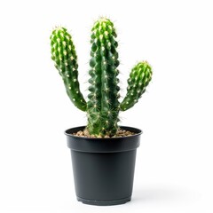 A small, three-branched cactus in a dark pot