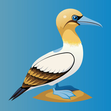 Download Australasian Gannet Bird Vector Art Illustration . This Icon Concept Isolated Premium Vector. Flat Cartoon Style Svg File For Design.