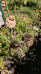 Dried Poppy Seed Pods beautifully displayed in a serene and vibrant Garden Setting