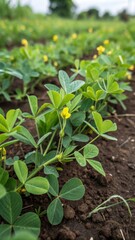 A detailed macro shot of a peanut field, with vibrant green leaves and delicate yellow flowers. The rich, dark soil underneath is slightly visible, adding a sense of depth and earthiness to the image