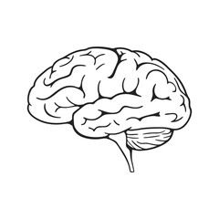 Anatomical illustration of a human brain