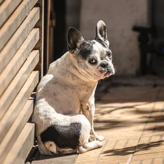 Acrylglasbilder Französische Bulldogge buldog frances  © Claudio photography