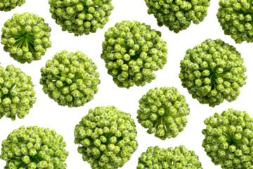 Close-up view of many small, clustered, light-green buds,  arranged in a grid pattern against a black background