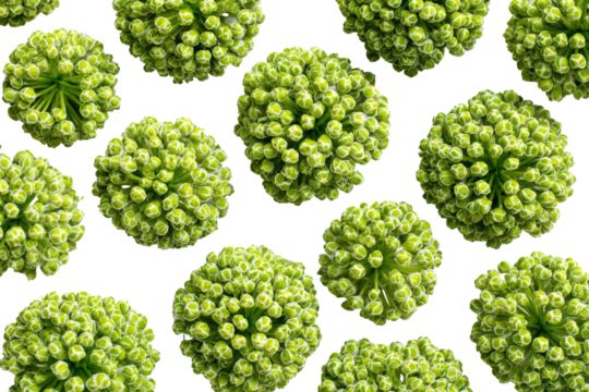 Close-up view of many small, clustered, light-green buds,  arranged in a grid pattern against a black background