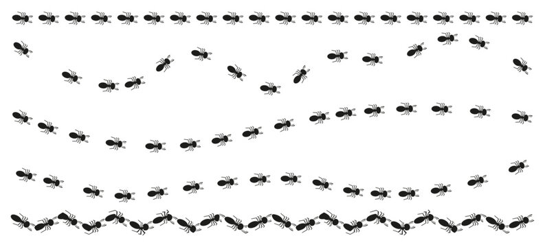 Ant trail borders with insects walking in straight, wavy, and zigzag lines. Vector black silhouettes of ants for decorative dividers