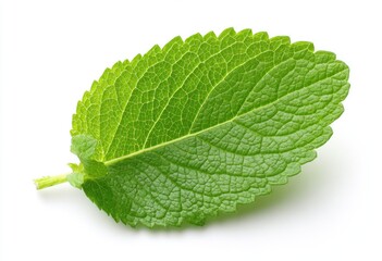 Obraz premium Close-up of a single vibrant green mint leaf