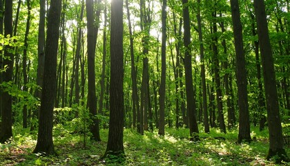 Fototapeta premium Lush Green Forest with Tall Trees and Sunlit Canopy creating a Serene Scene