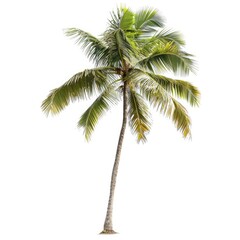 Isolated coconut palm tree against white
