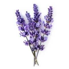 Obraz premium Close-up of lavender sprigs