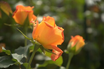orange rose in garden