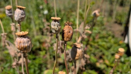 Delicate Dried Poppy Seed Pods Beautifully Set in a Picturesque Garden Environment
