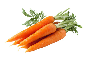 Fresh organic carrots with green tops.