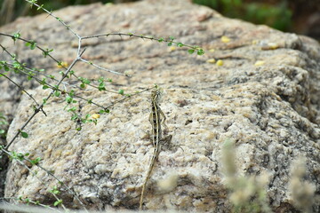 Lizard on a Tree Trunk A Small Creature in its Habitat