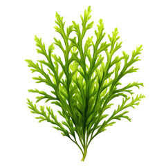 Fototapeta premium Lush green aquatic plant with delicate fronds isolated on transparent background