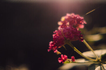 purple flower in the garden