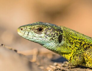 Naklejka premium Close-up of a lizard's head