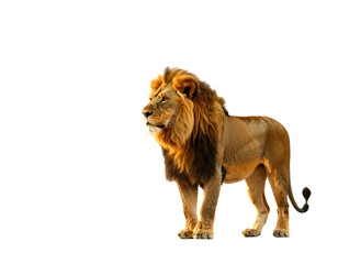 Fototapeta premium Tigers png background photo