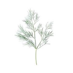 Fototapeta premium Dill sprig, feathery green leaves, delicate texture, macro photography, white background, culinary herb