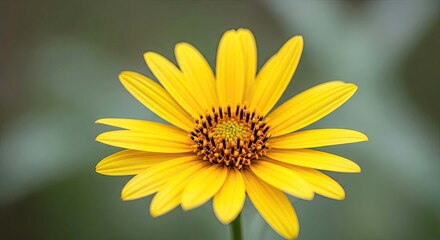 Fototapeta premium close-up of a vibrant yellow jerusalem artichoke flower, isolated on transparent background: a detailed macro photograph of a blooming helianthus tuberosus