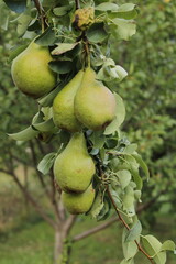 pears on tree