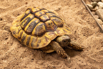 Zoo and land tortoise on the sand in summer.