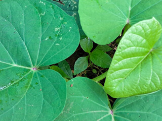 Close-Up of Fresh Green Tropical Leaves with Natural Texture and Water Droplets in Lush Garden Environment