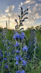 Violet-blue spike-shaped flowers among tall grass against the sky.