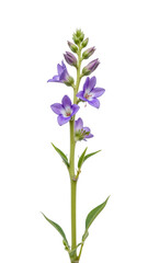 Naklejka premium Vibrant purple flowers bloom on tall green stem, showcasing delicate petals and lush leaves, creating serene and natural beauty