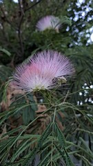 Blooming albizia in the green evening shade