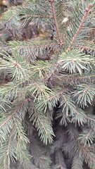 A fragment of spruce branches with dense and thick needles close up.