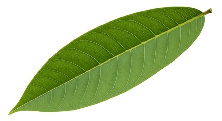 Obraz premium Single green leaf on a white background