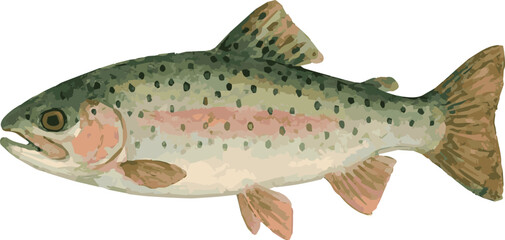 Vector adorable watercolor illustration of a trout fish